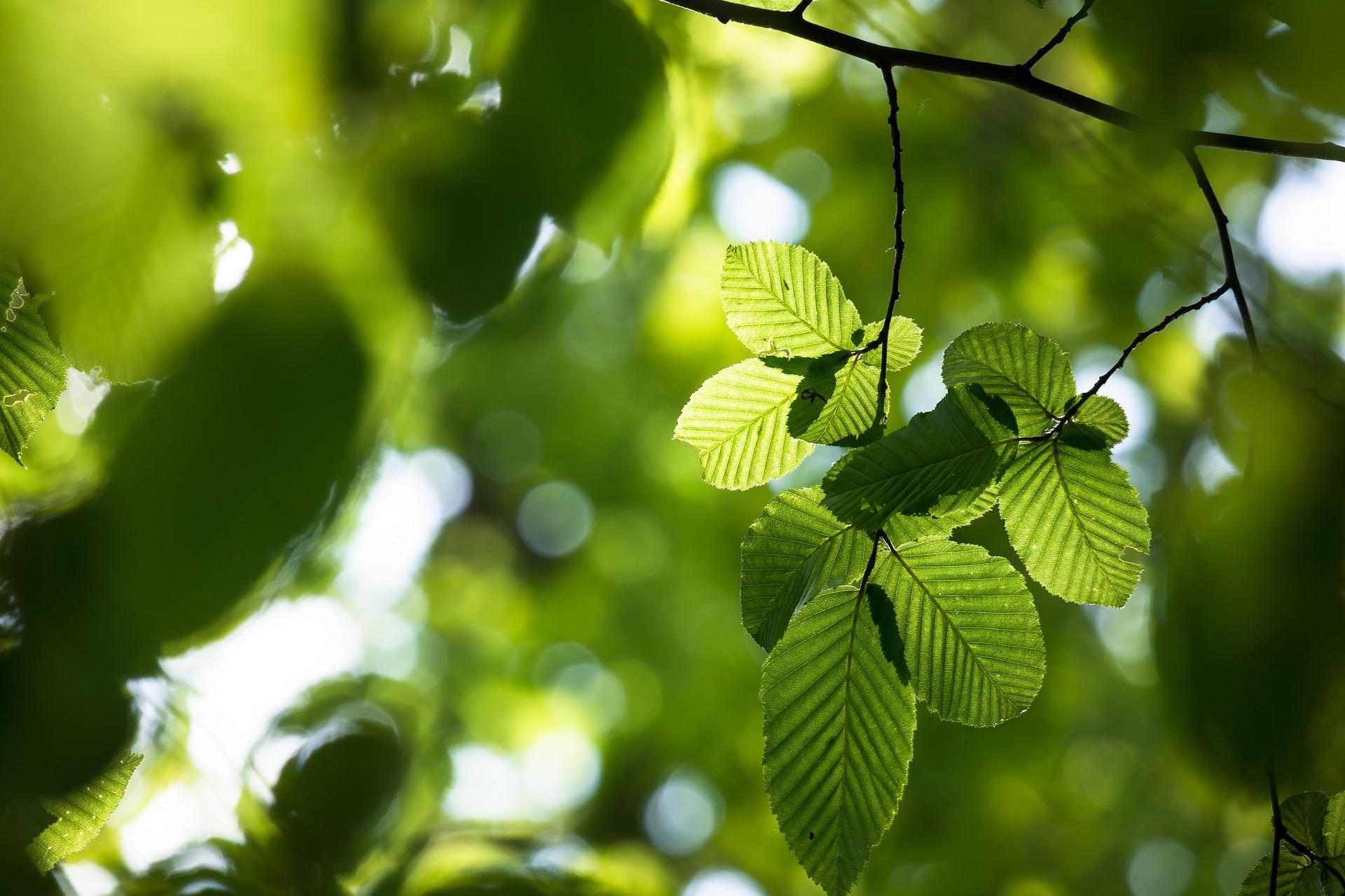 photo of beech leaves close up, with more beech leaves blurred in background.