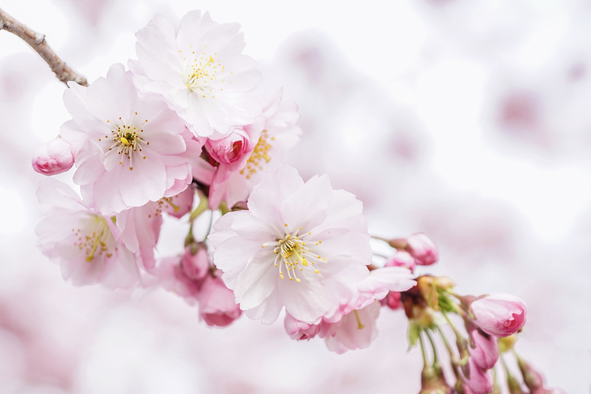 A branch with white and pink cherry blossoms