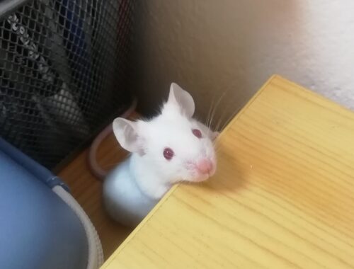 A white mouse with red eyes leans over the edge of a desk, looking into the camera.